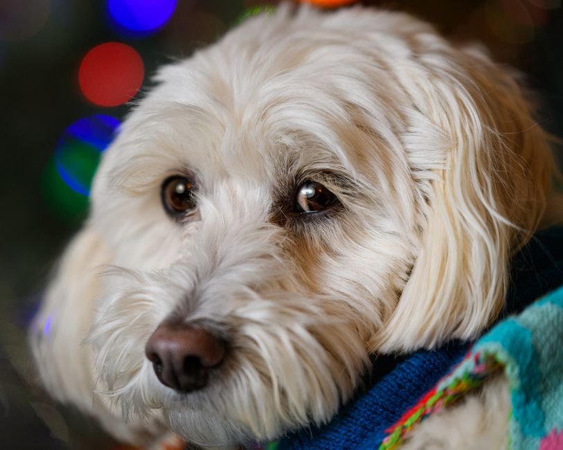 Charming dog with lights and colors, perfect for holiday themes. Charming dog with lights and colors, perfect for holiday themes.