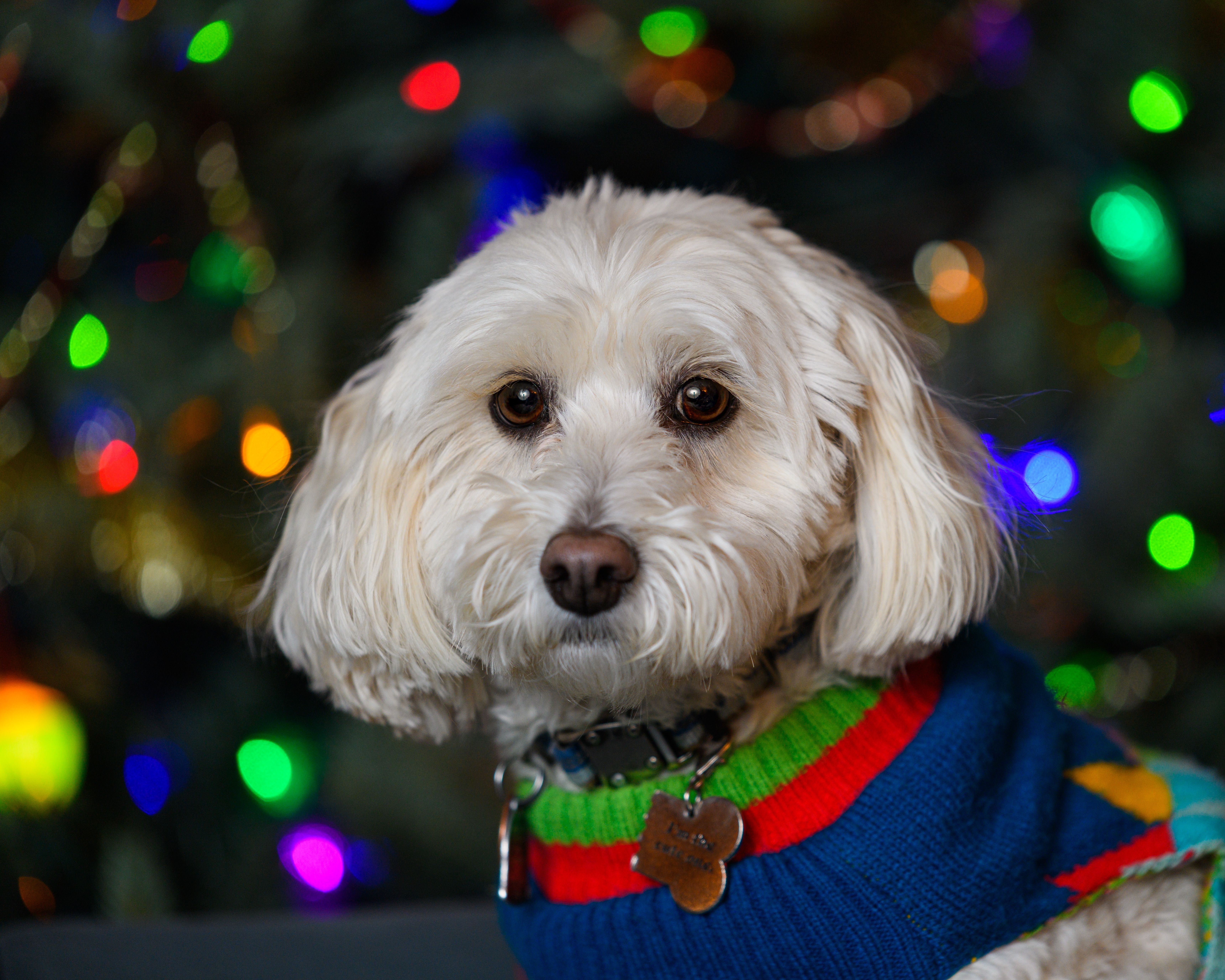 Adorable dog wearing colorful sweater in front of festive Christmas lights