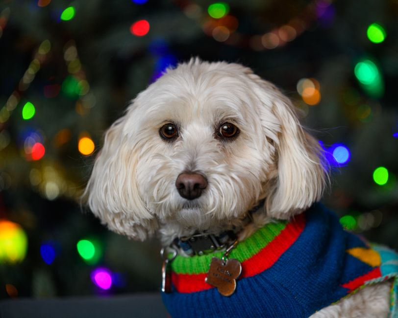 Adorable dog wearing colorful sweater in front of festive Christmas lights