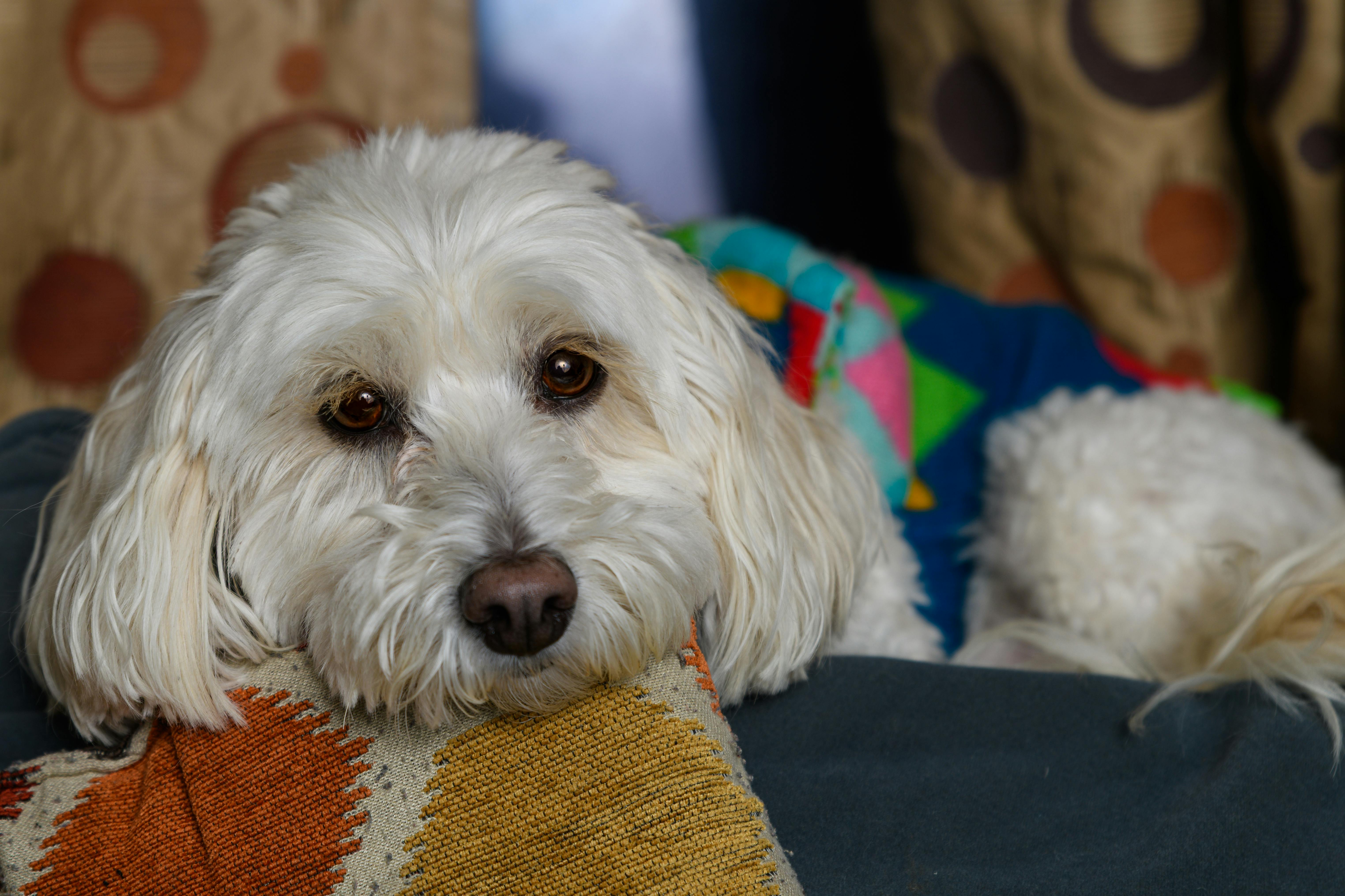 pet insurance pet finance and insurance — Photo by Jay Brand on Pexels