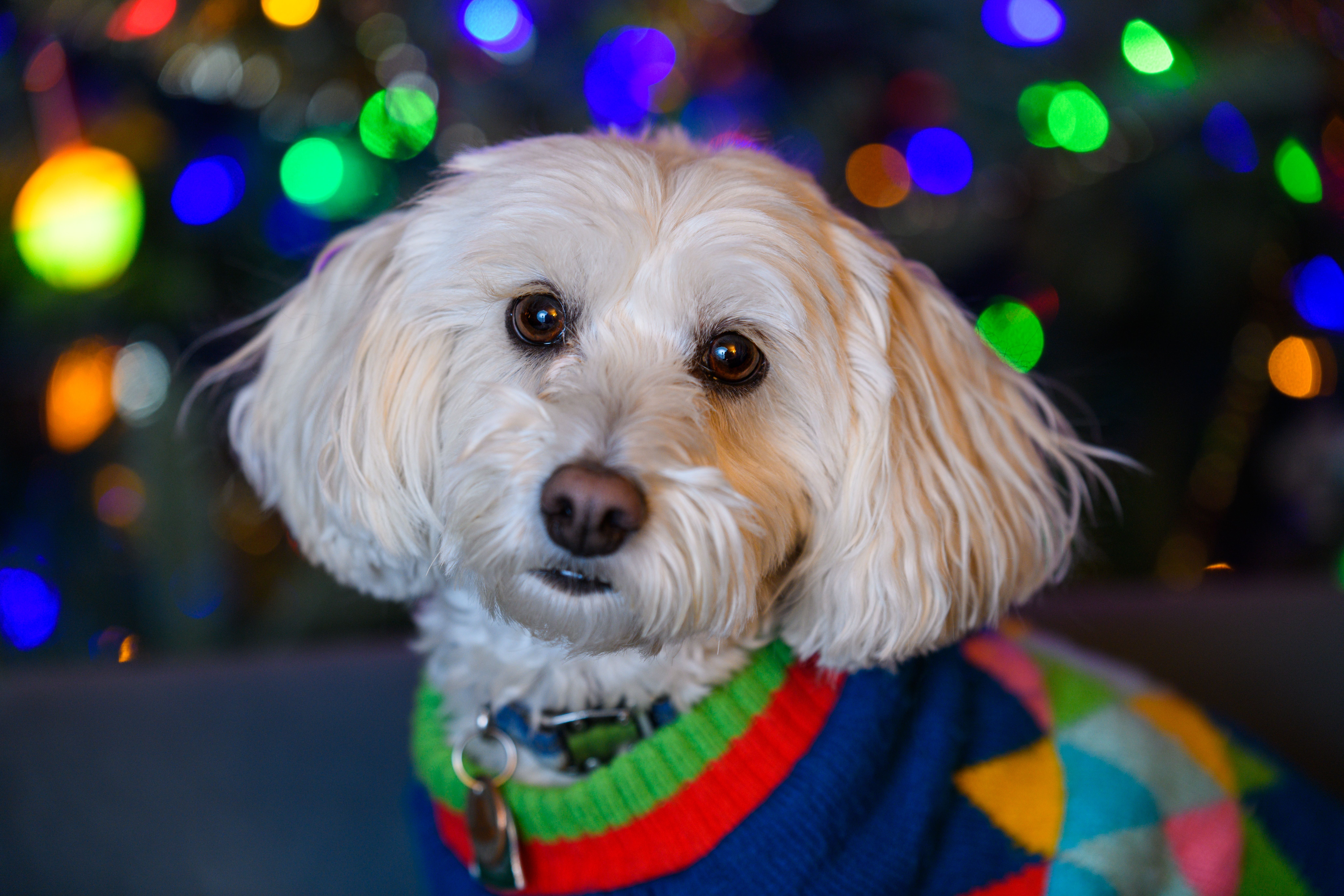 United States Pet Grooming Shampoo Set - Market Analysis, Forecast, Size, Trends and Insights — Photo by Jay Brand on Pexels