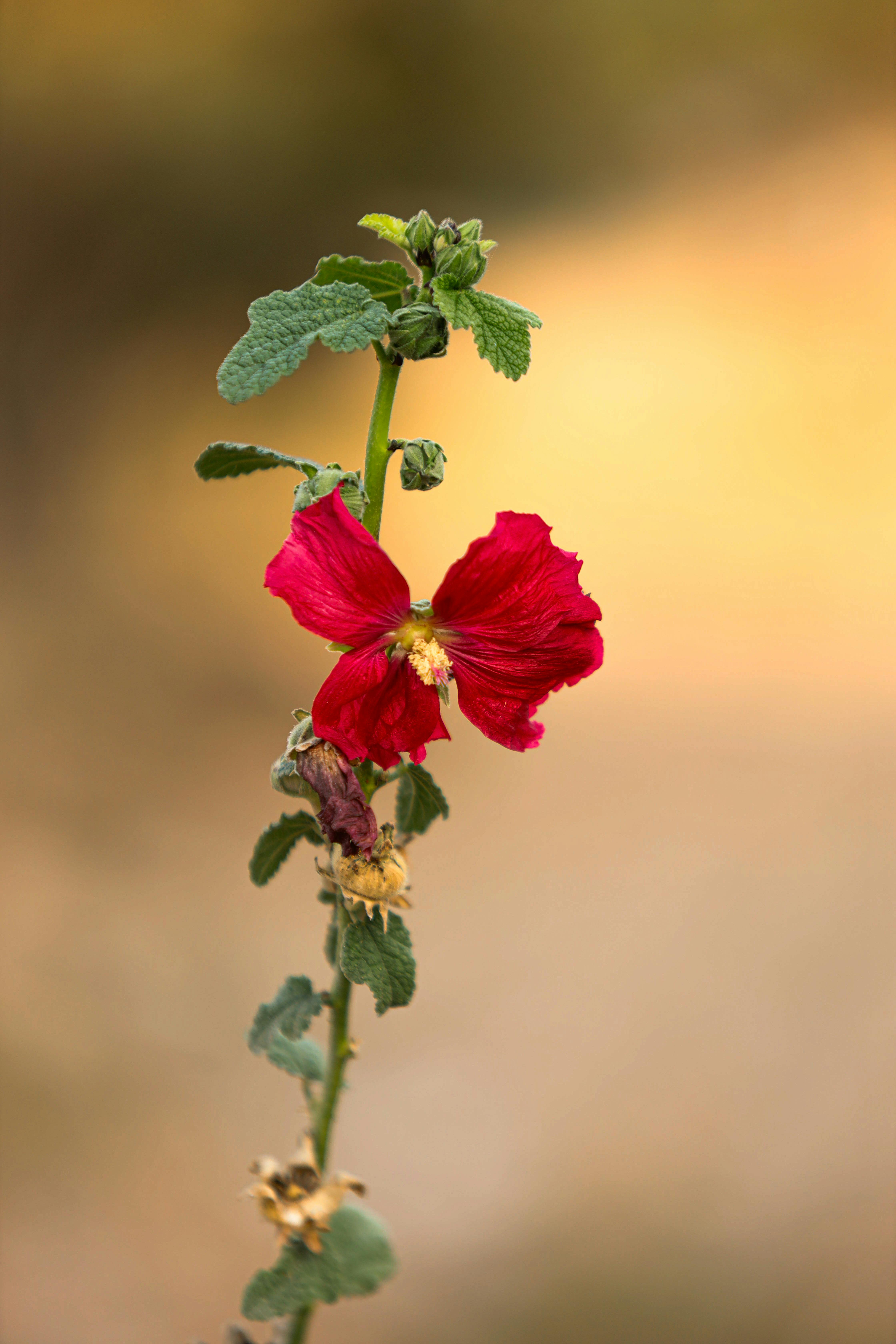 red blooming flower