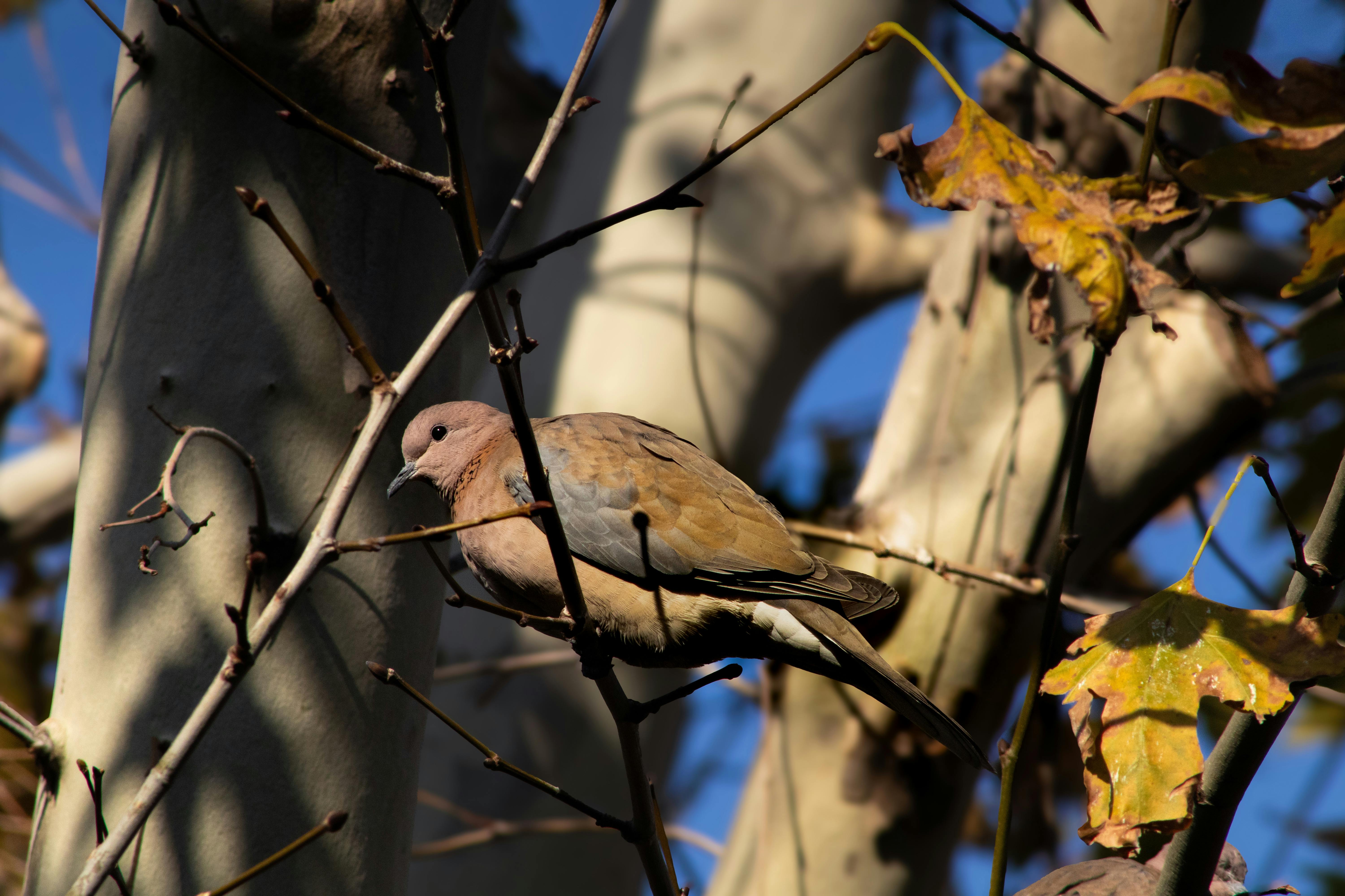 Kuş Gözlemi Yapmanın Zevki: Detayları Fark Etme ve Doğayı Tanıma