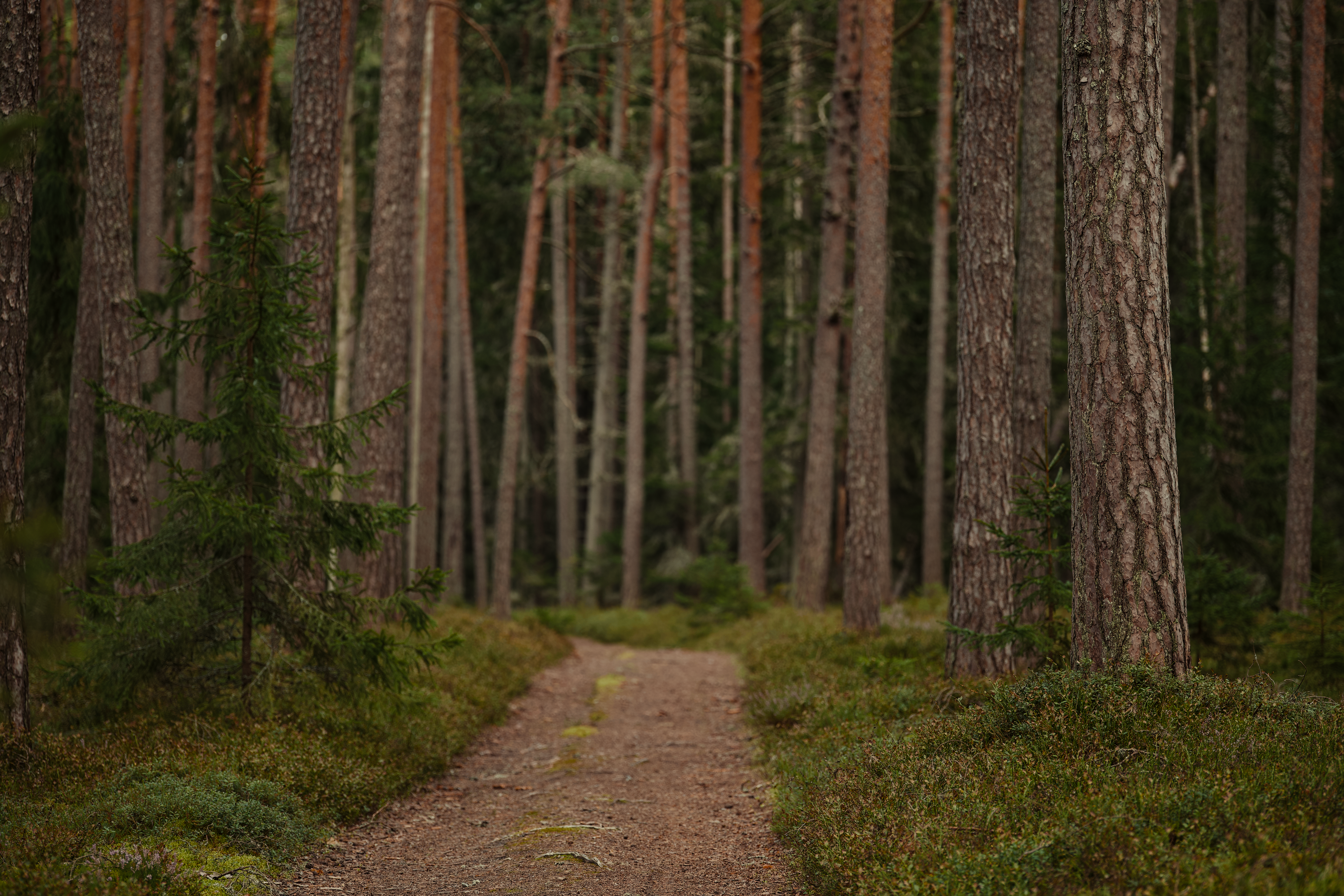 Peaceful Forest Path Through Tall Pine Trees · Free Stock Photo