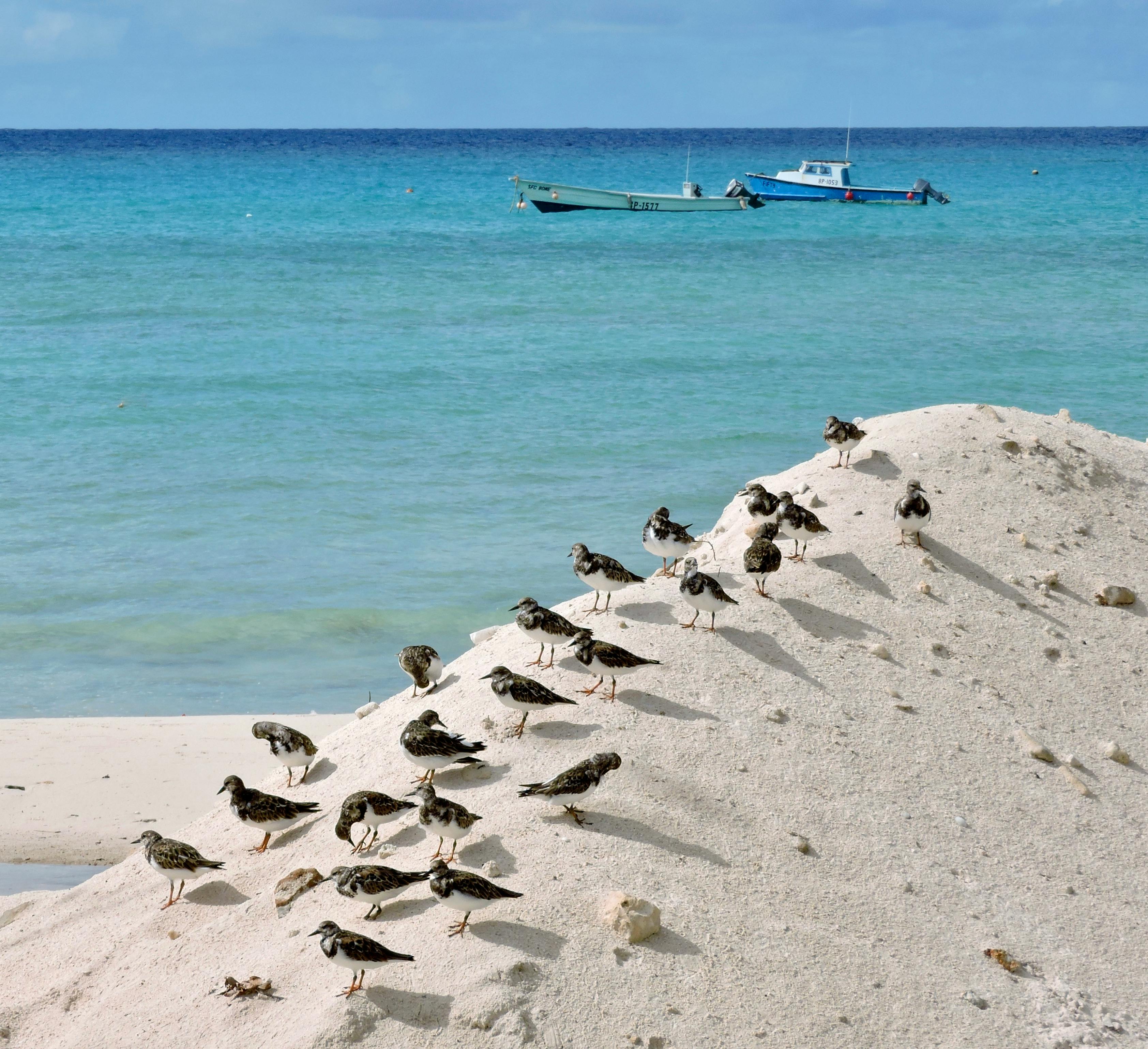 2025臺灣國際觀鳥馬拉松閉幕 驚艷222種鳥種與8大主題活動延至3月
