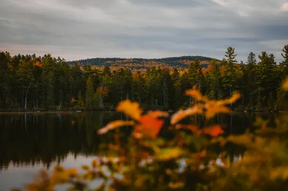 Boreal forest along the Appalachian Trail in the 100-Mile Wilderness