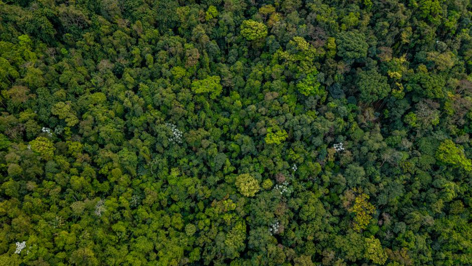 Stunning aerial shot of lush rainforest in Rio de Janeiro showcasing vibrant greenery and dense vegetation.