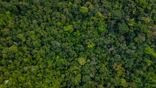 Protecting Standing Amazon Forest Beats Replanting Trees
