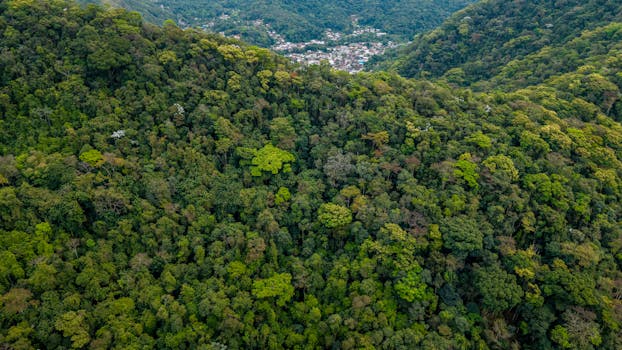 Aerial shot of dense tropical forest in Rio de Janeiro, Brazil, with a distant view of the city.