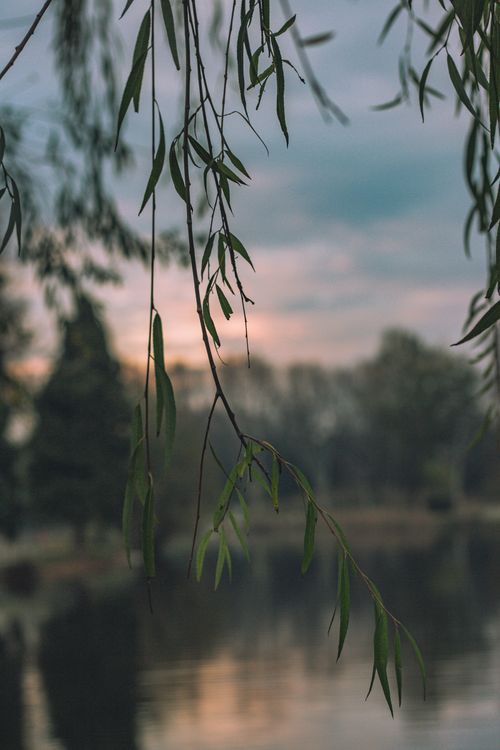 Free Peaceful twilight scene with willow branches over a calm lake. Stock Photo