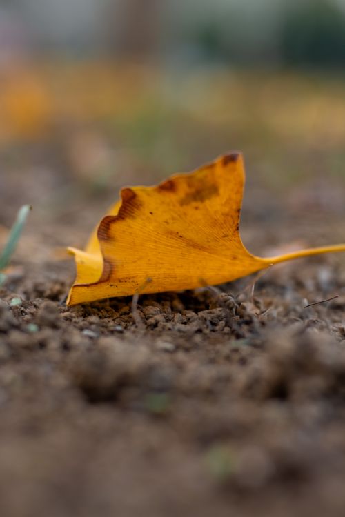 Free Vibrant yellow autumn leaf on soil in a natural setting, symbolizing fall. Stock Photo