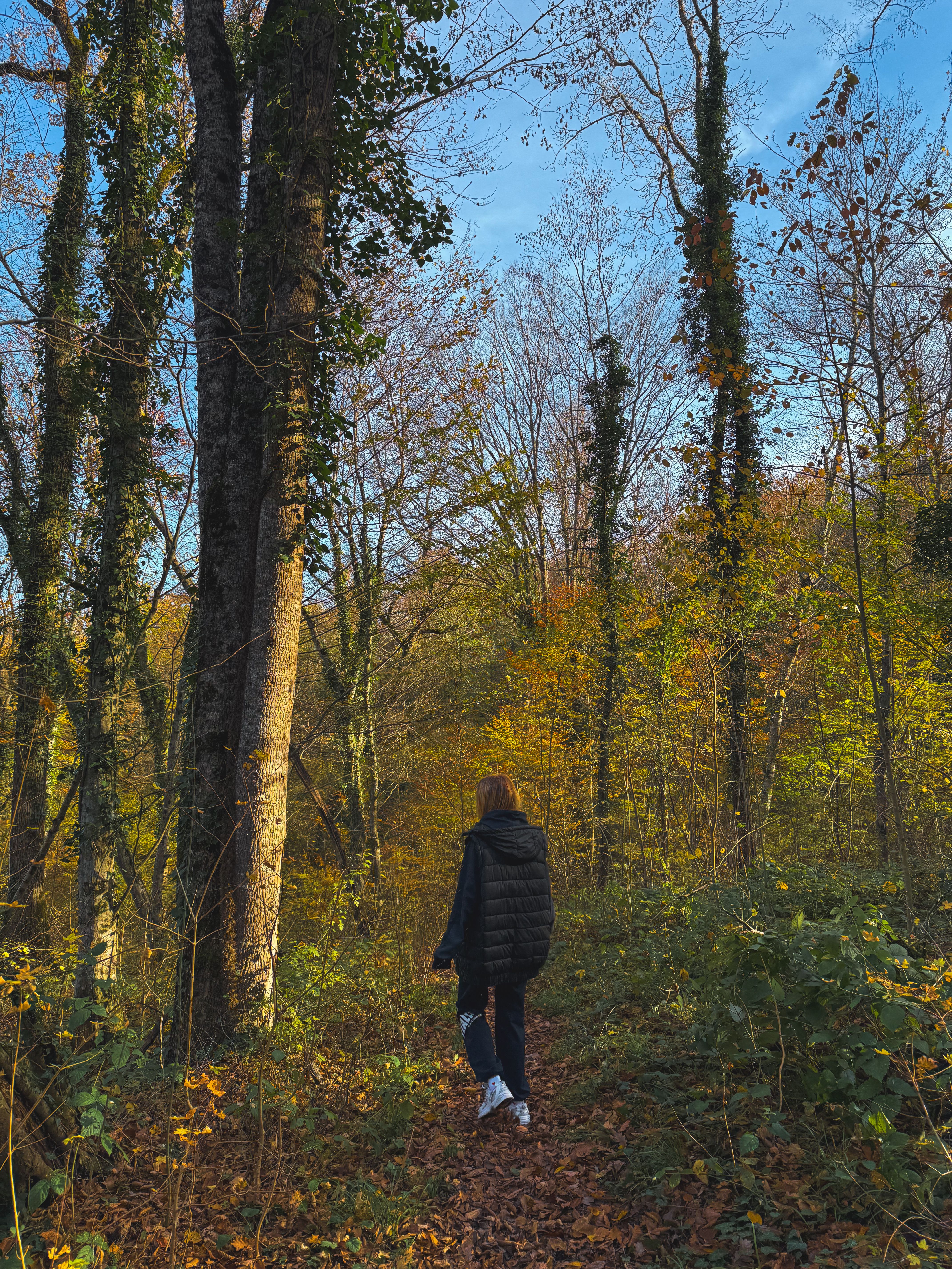 Person Walking on Forest Trail in Autumn · Free Stock Photo