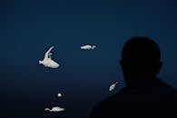 Silhouetted Man Watching Birds at Dusk