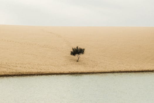 A lonely tree stands in a vast desert near a calm water body, showcasing minimalistic beauty.