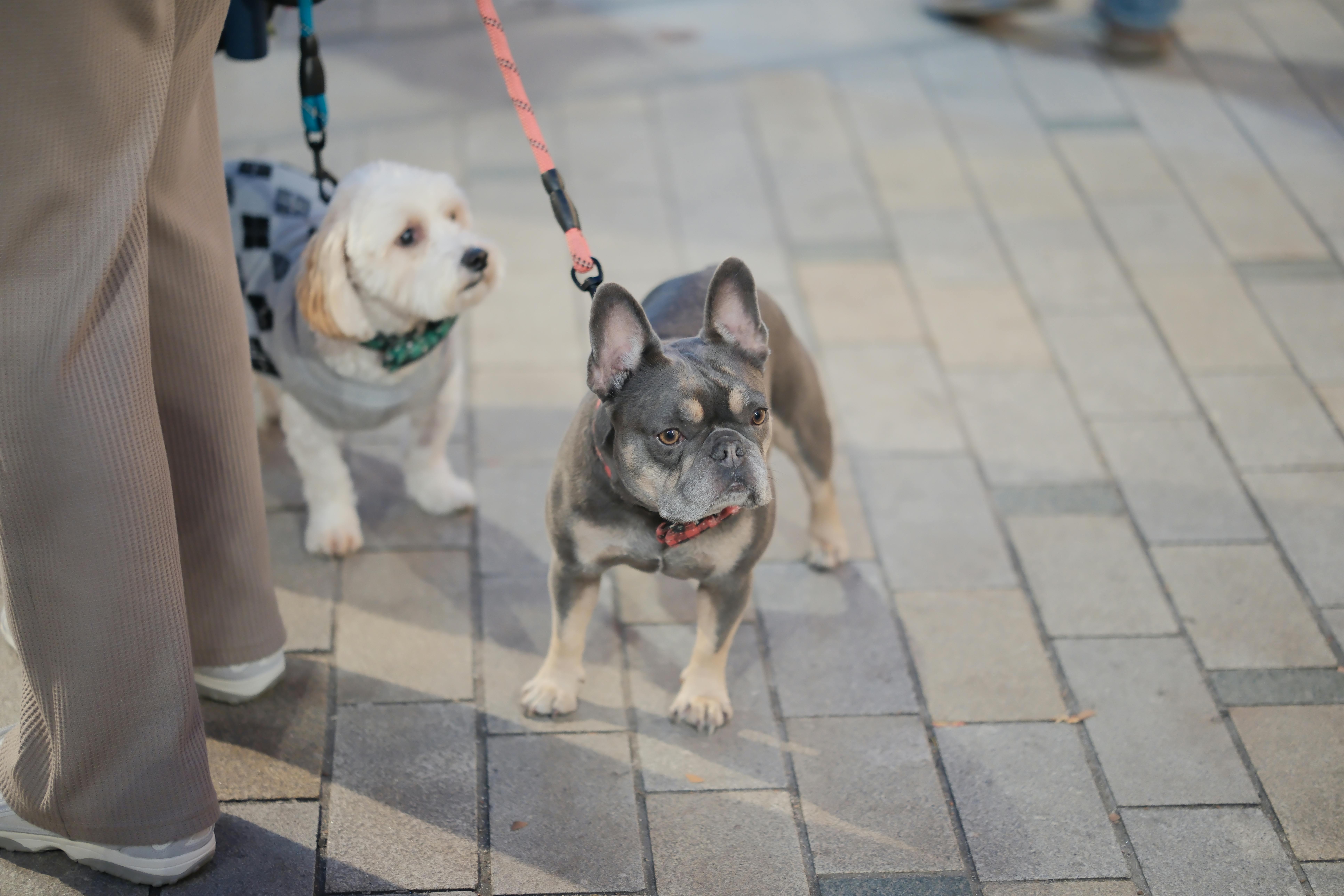 pet lifestyle store — Photo by Max W on Pexels