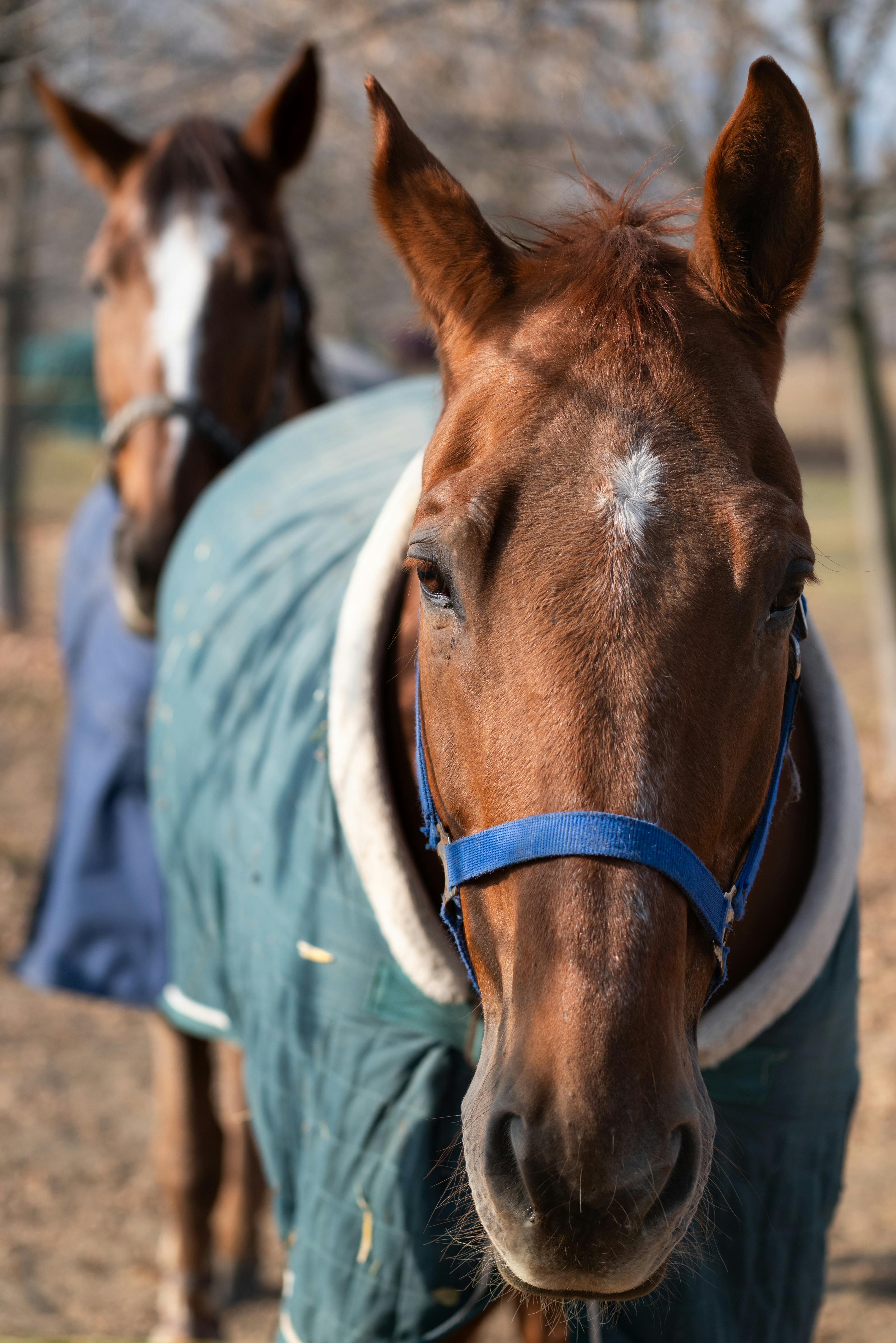 Two horses wearing winter blankets stand outdoors on a clear day, showcasing their natural beauty.