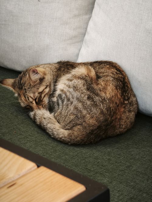 Free A tranquil scene of a tabby cat curled up asleep on a sofa, capturing a peaceful moment. Stock Photo
