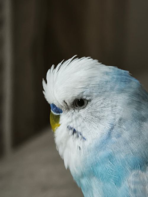 Free Detailed close-up of a vibrant blue and white budgerigar, showcasing its feathers and unique patterns. Stock Photo