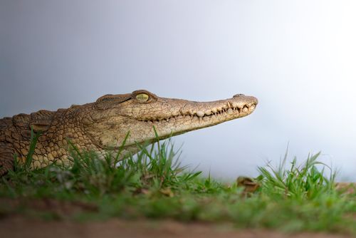 Free Close-up of an African crocodile resting in the grass, showcasing its natural habitat. Stock Photo