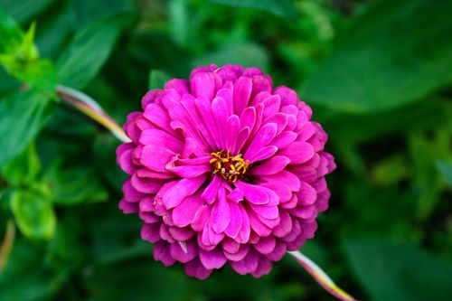 Free Bright pink zinnia in full bloom, showcasing intricate petal layers from an above angle. Stock Photo