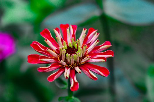 Close-up of a vibrant red zinnia flower with green foliage background.