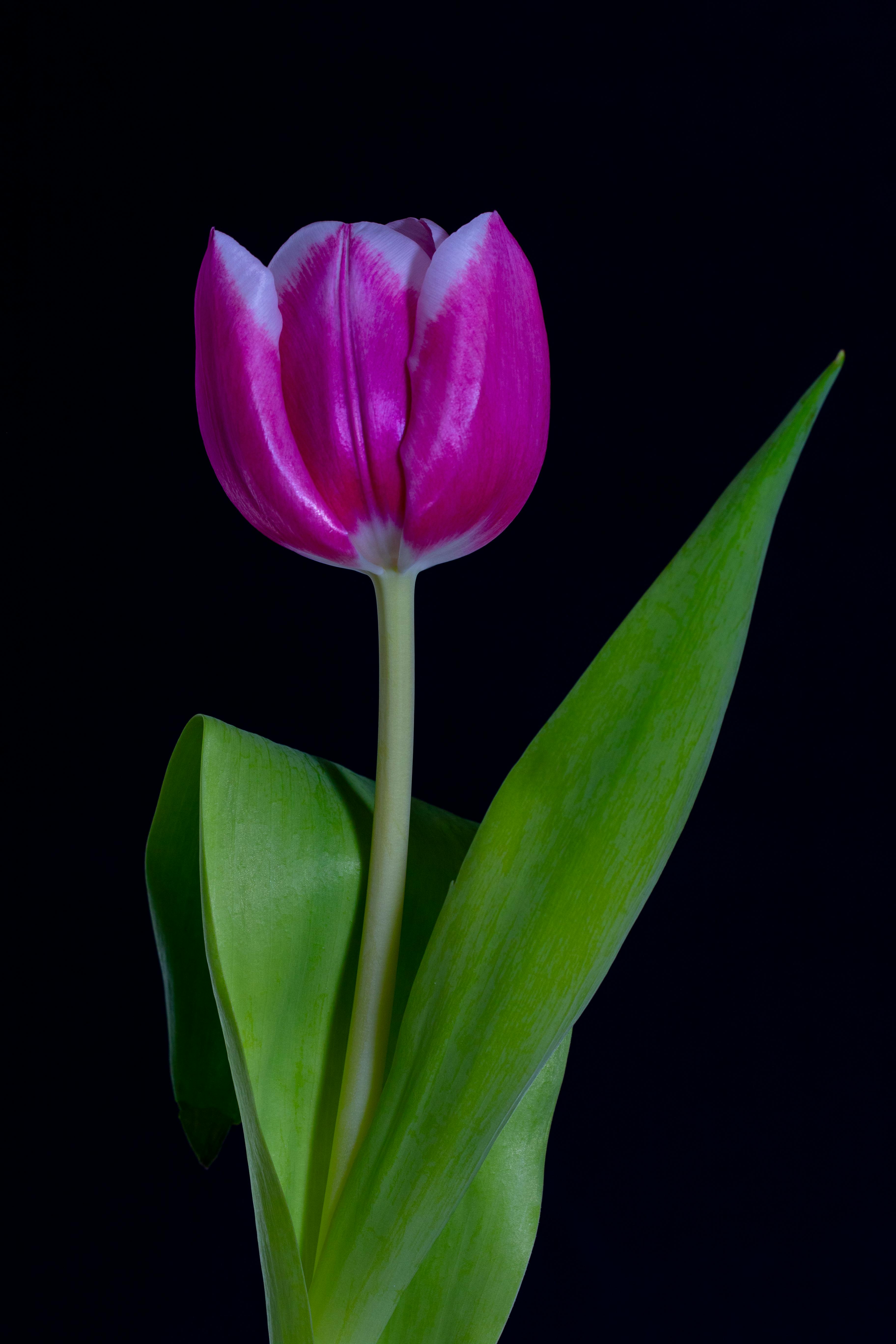 Tulip on Black Background · Free Stock Photo