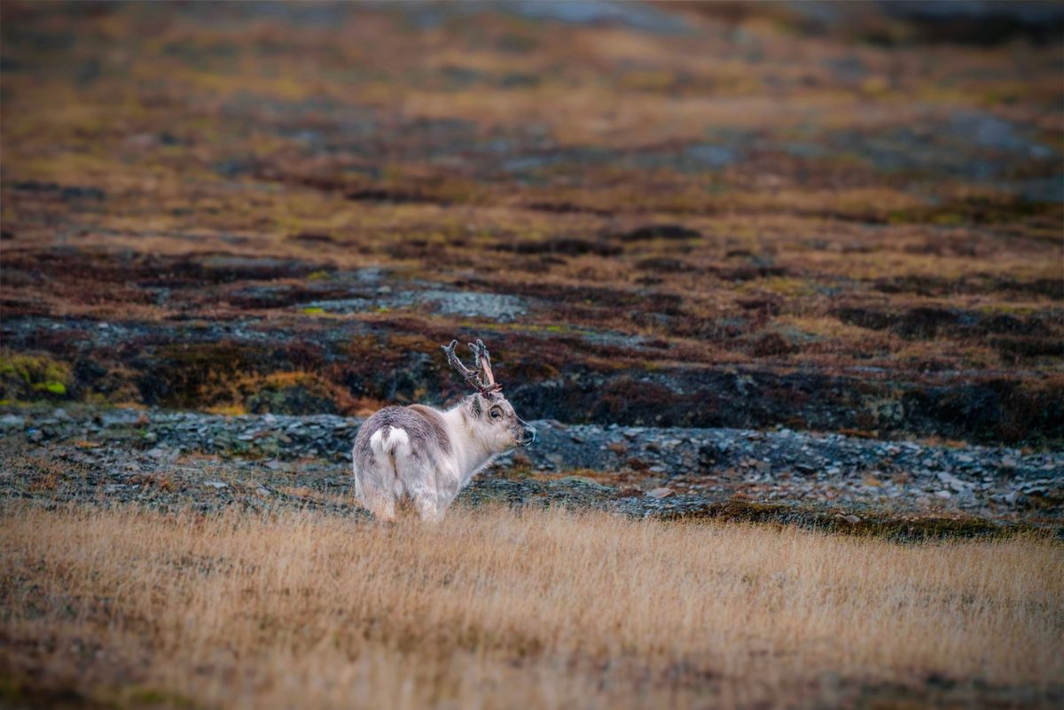 A stocky Svalbard reindeer with velvet antlers grazing on autumn-brown tundra grass.