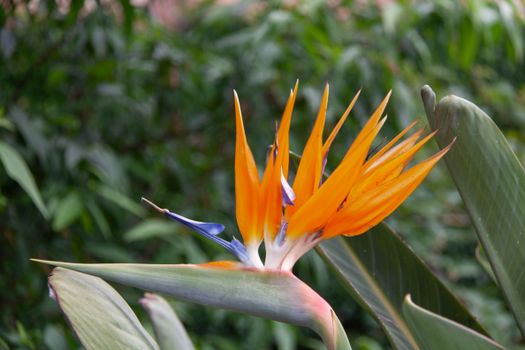 Close-up of a colorful Bird of Paradise flower with lush green background.