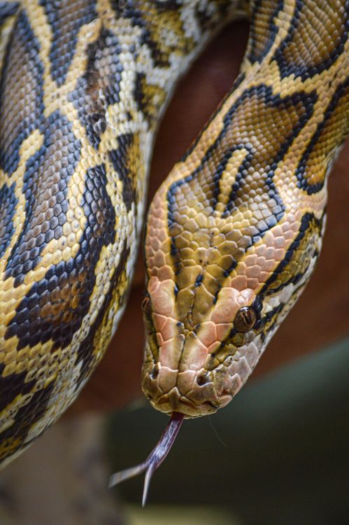 Close-Up of Python Snake in Toluca · Free Stock Photo