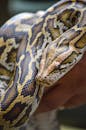 Close-up of a Burmese Python in Toluca, Mexico