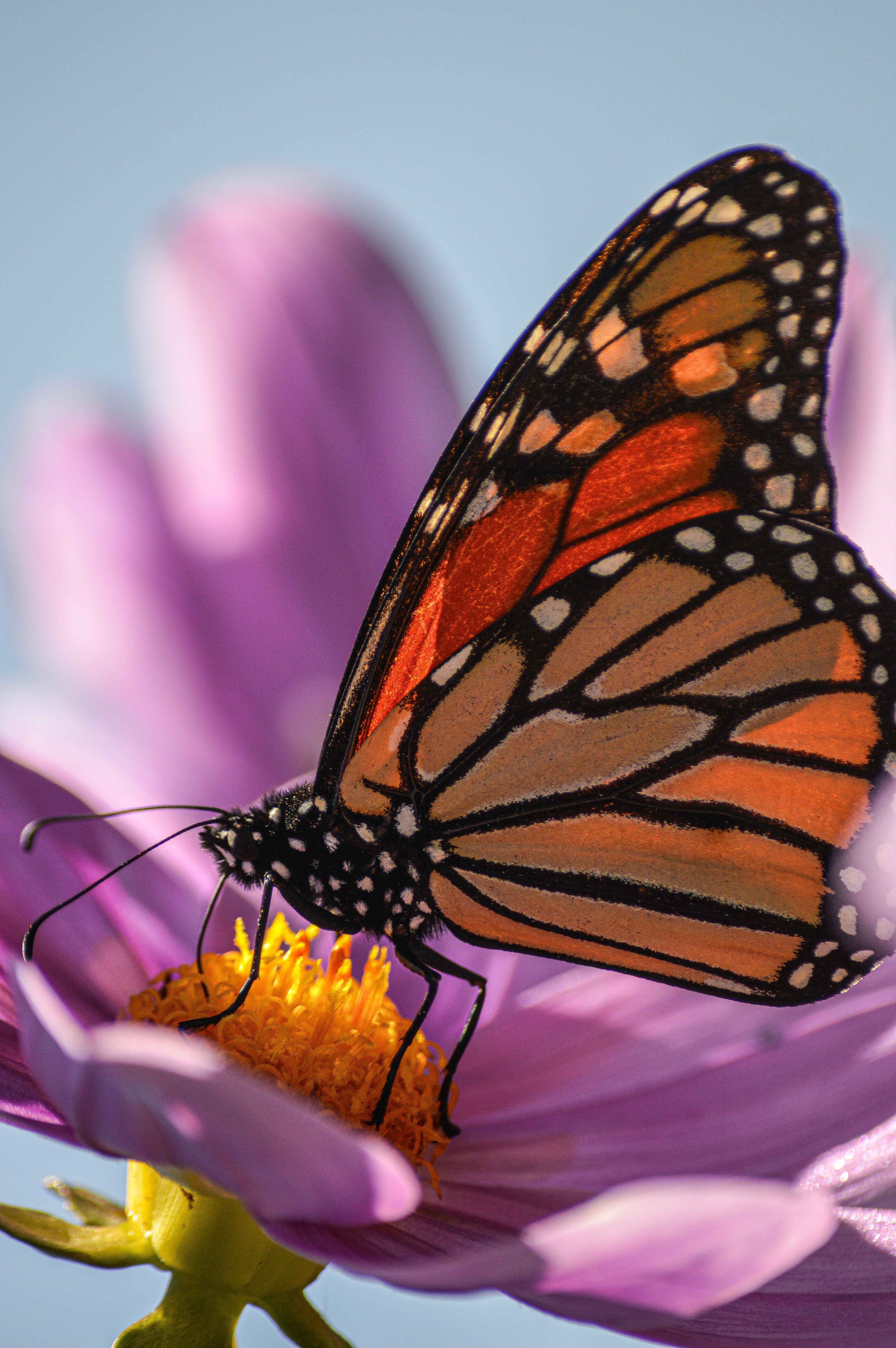 Close-up of Monarch Butterfly on Pink Flower · Free Stock Photo