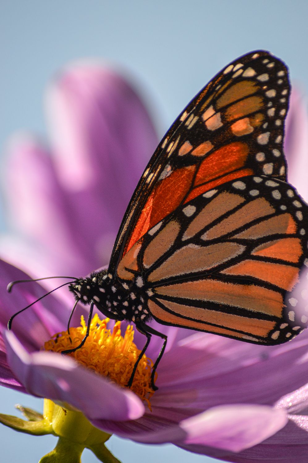 Close-up of Monarch Butterfly on Pink Flower · Free Stock Photo