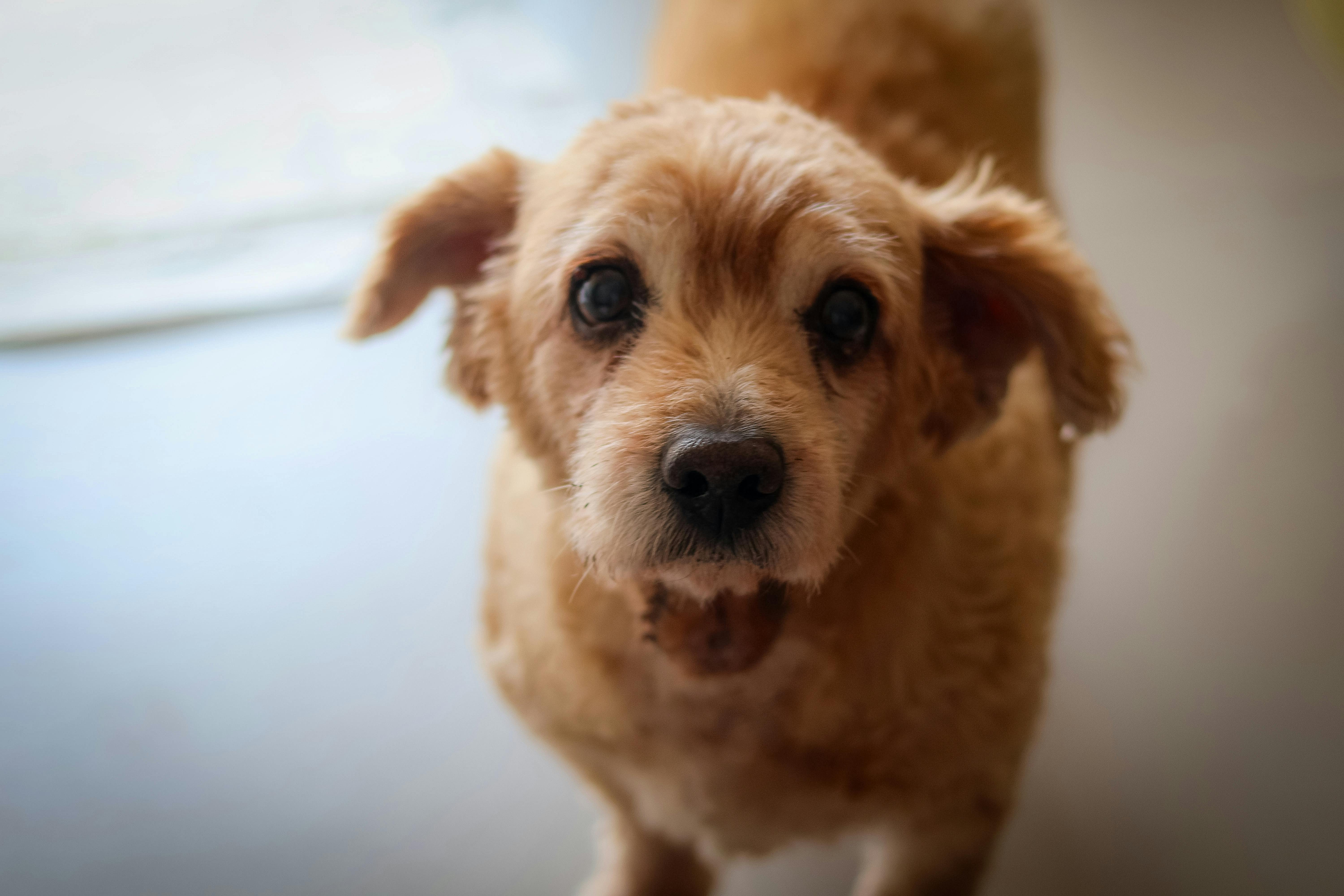 pet insurance, veterinary costs, pet health coverage, dog insurance, cat insurance, pet wellness — Photo by Camila Vazquez on