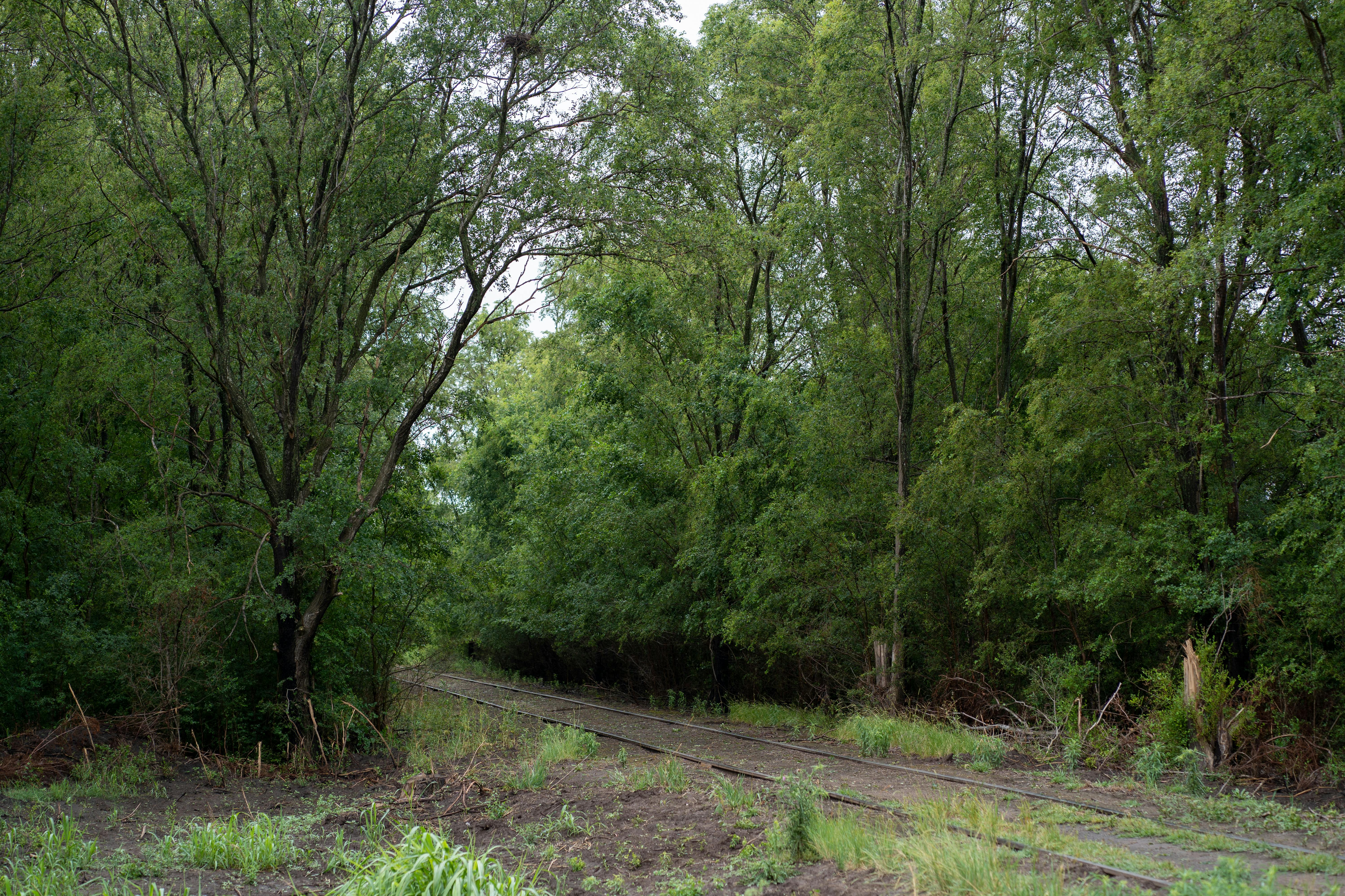 Kostenlos Malerische Ansicht von Bahngleisen, die sich durch einen üppig grünen Wald in Córdoba, Argentinien, schlängeln. Stock-Foto