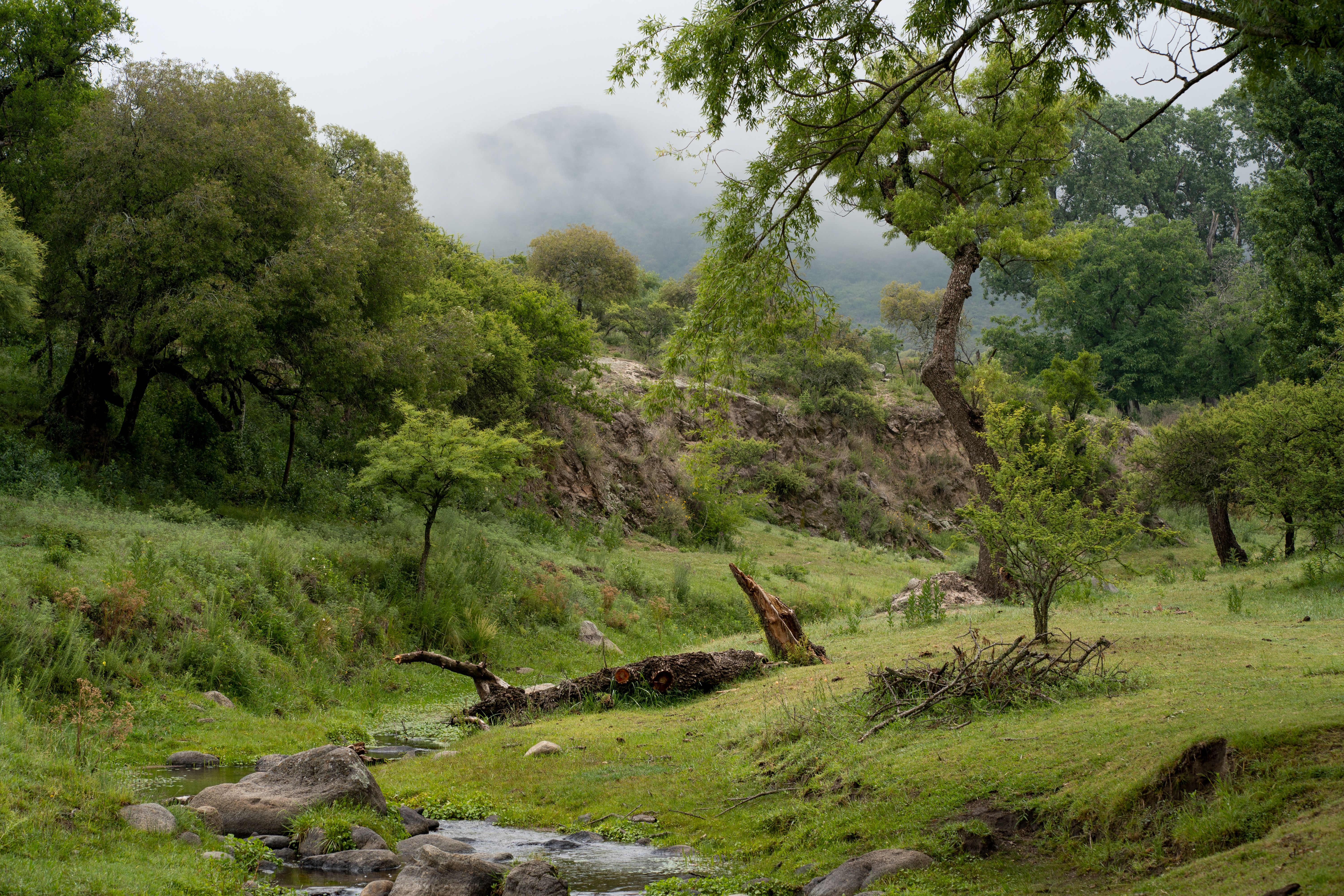 Serene misty landscape of forest and creek in Calmayo, Argentina.