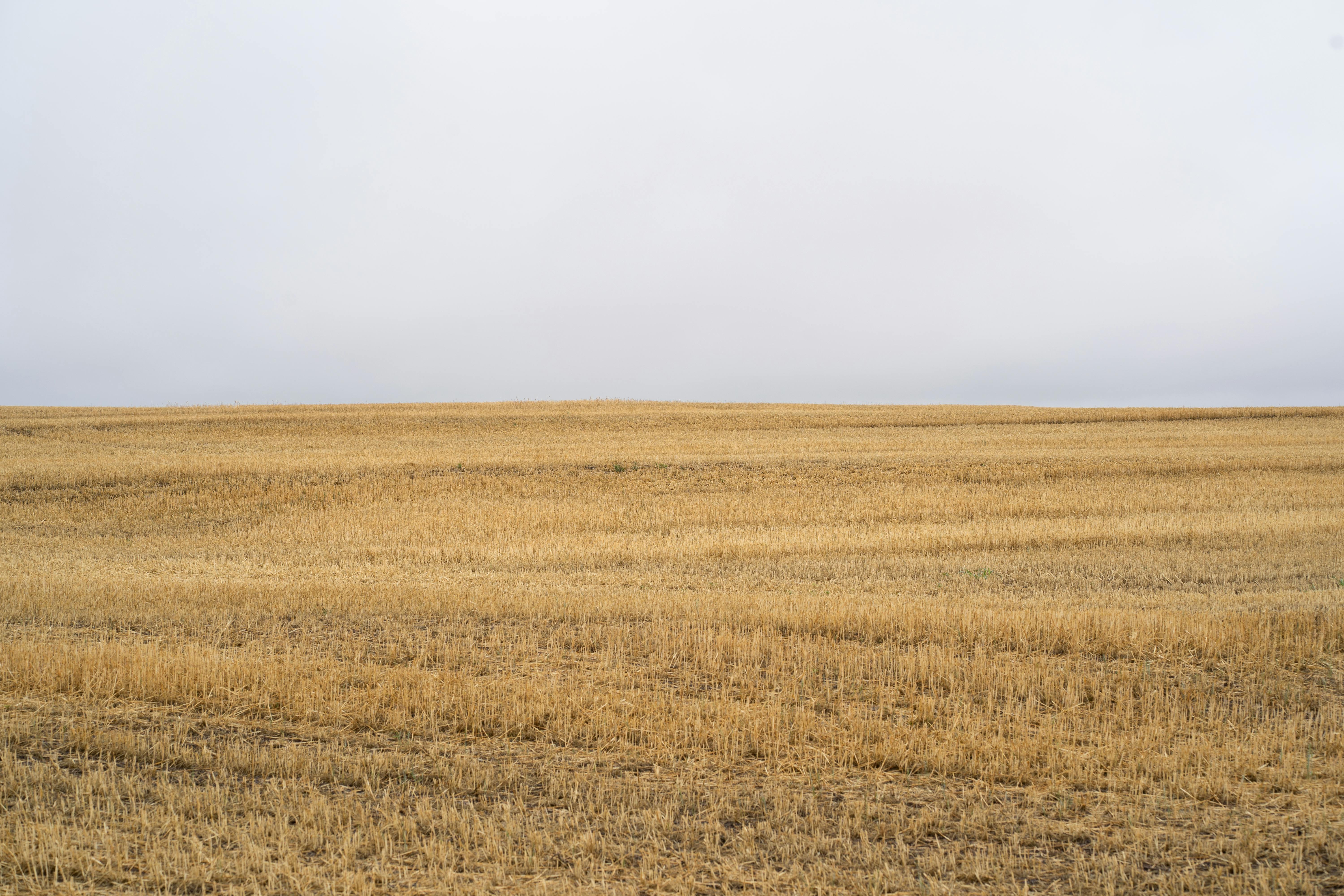 Gratis Ekstensivt gyllent hvetefelt under en overskyet himmel i Córdoba, Argentina. Arkivbilde