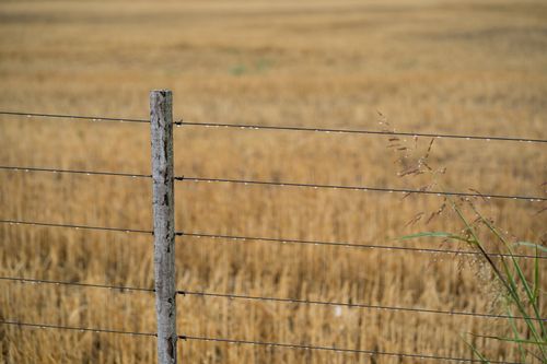 Free A barbed wire fence with rain droplets against a golden field in Córdoba, Argentina. Stock Photo