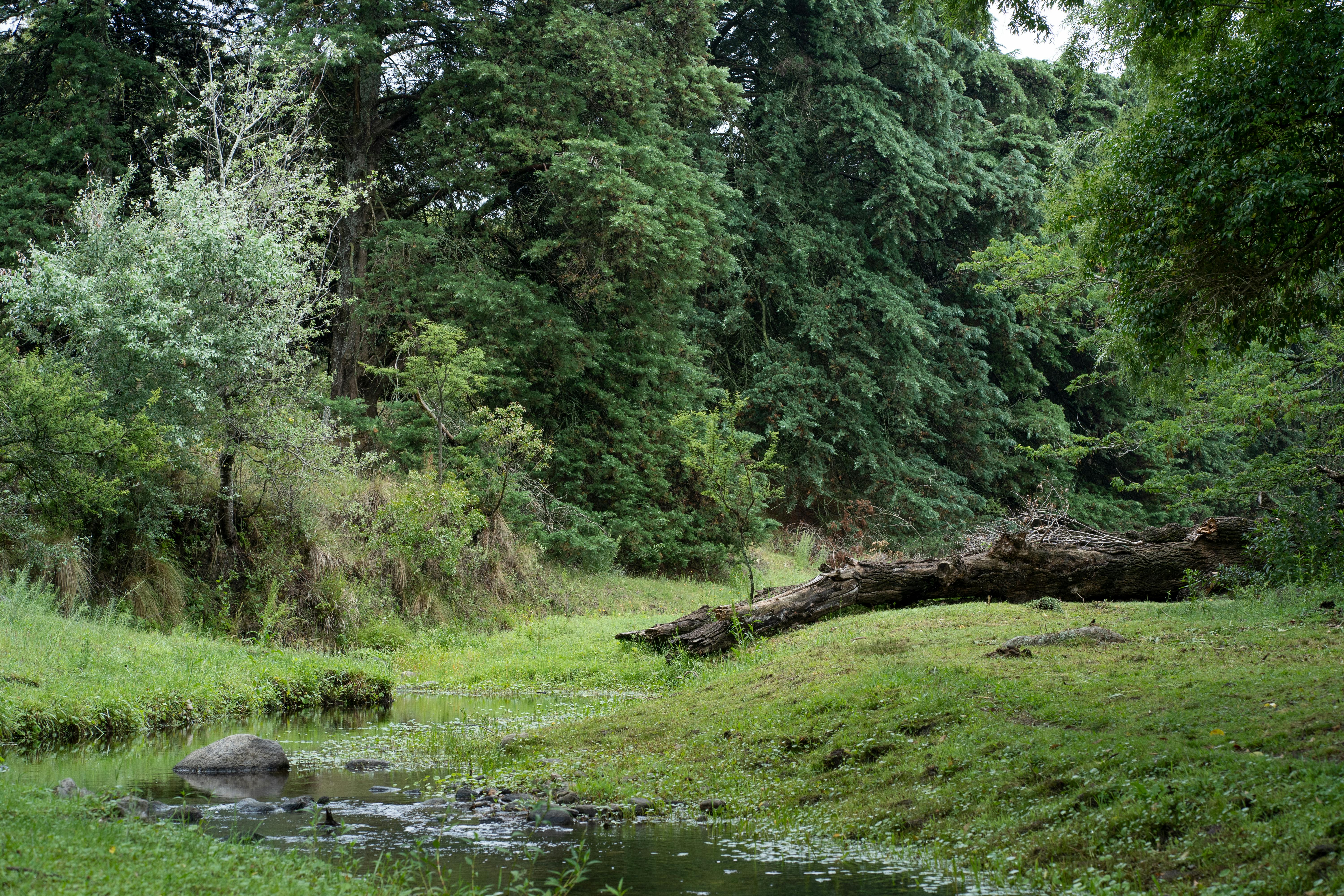 無料 アルゼンチン、コルドバの緑豊かな森の中を流れる小川の穏やかな景色。 写真素材