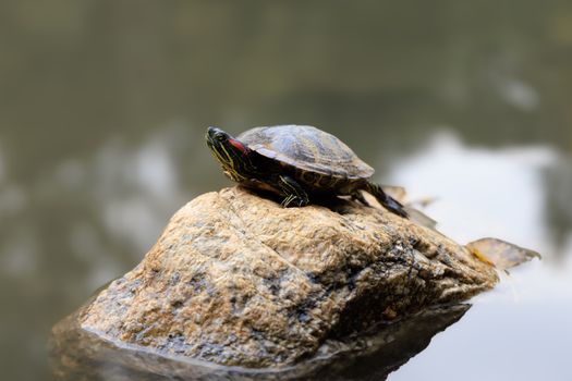 turtle photo