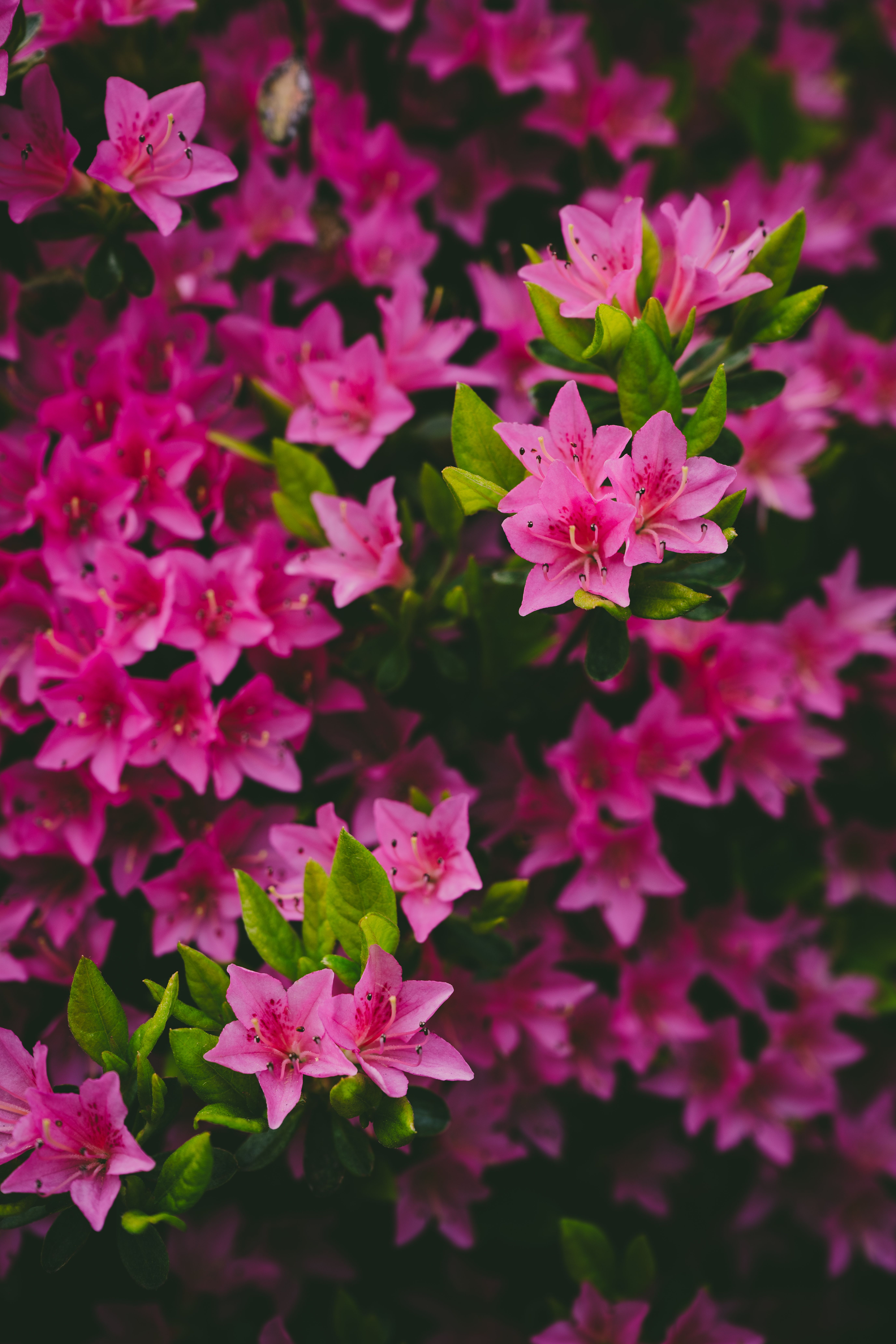[ColoSach]-a-close-up-view-of-vivid-pink-azaleas-flourishing-in-a-lush-spring-garden-in-boise,-idaho.