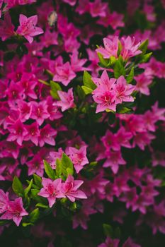 pink azalea flowers blooming
