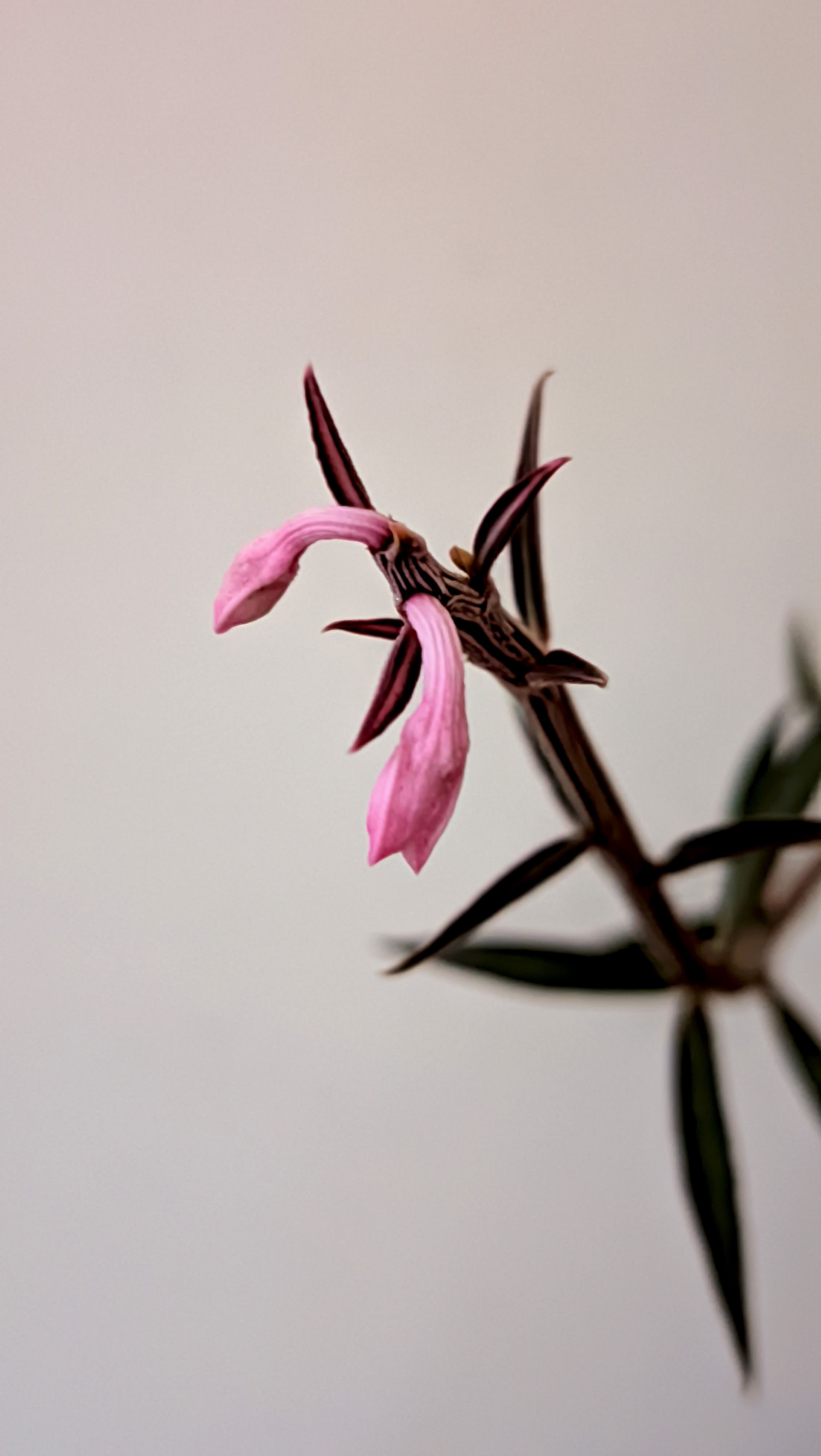Close-up of a pink flower against a minimalist background, highlighting its delicate petals.