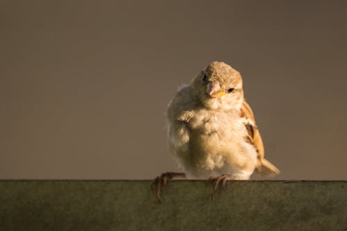 Brown Sparrow