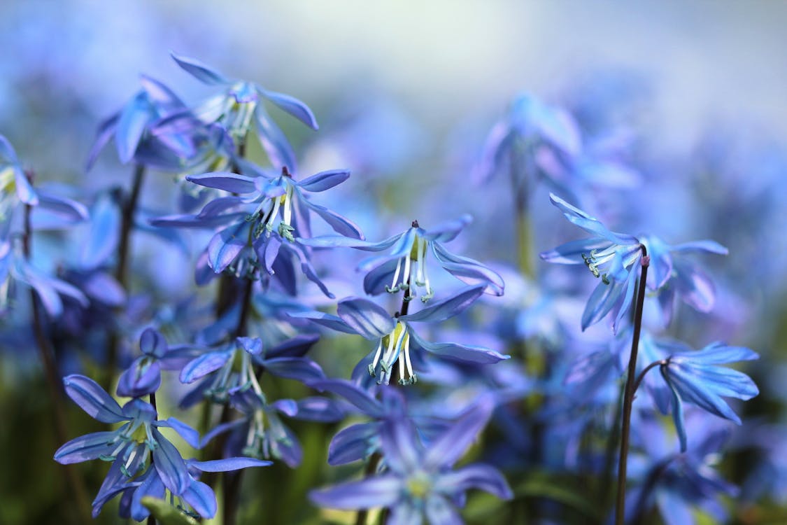 Gratis Fotografía Bokeh De Flores Azules Foto de stock
