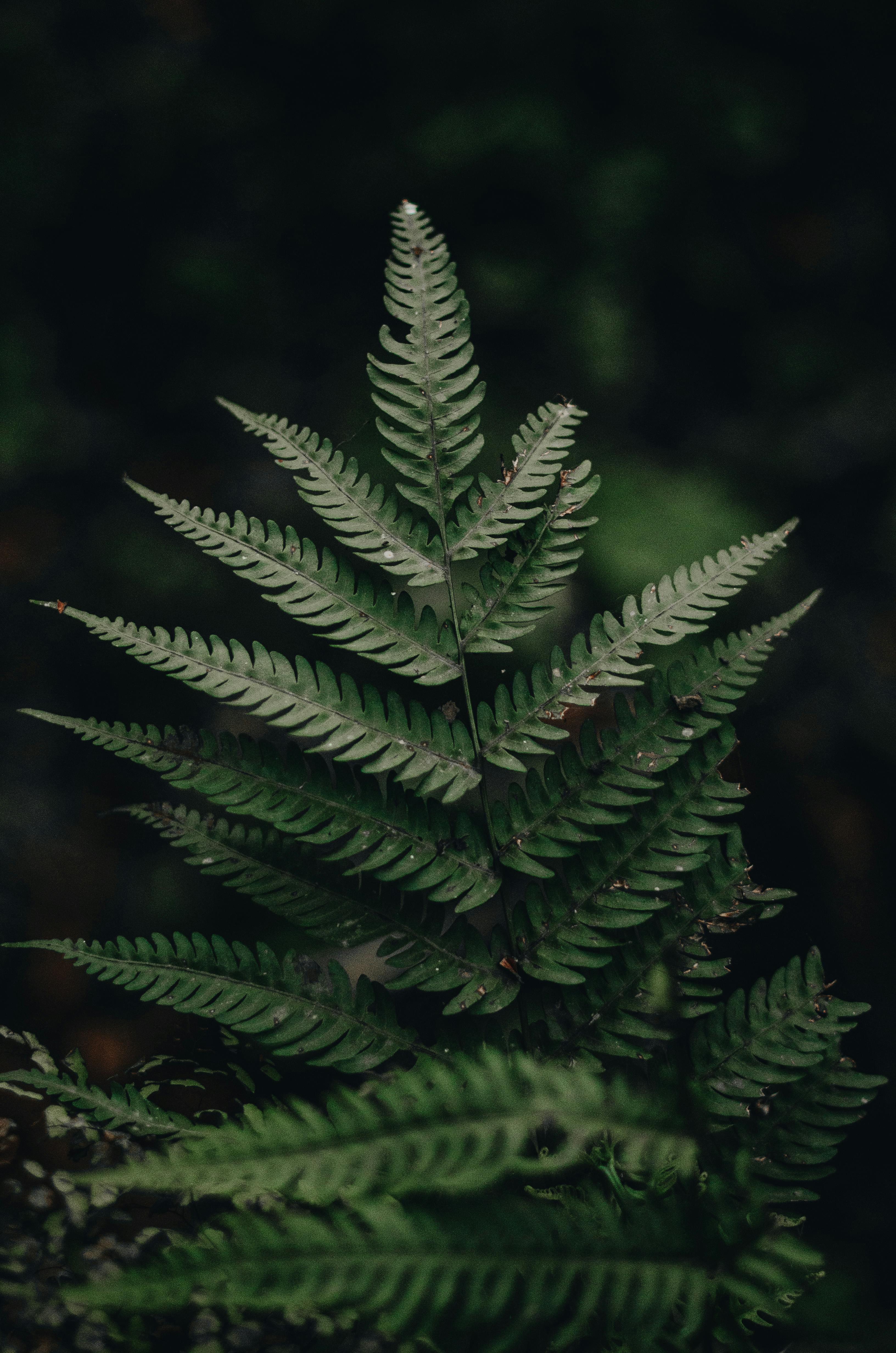 Close-up of vibrant fern leaves showcasing natural beauty and growth in Tanzania.