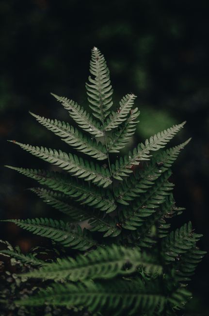 Close-up of vibrant fern leaves showcasing natural beauty and growth in Tanzania.