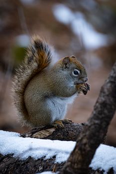 A close-up of an Eastern Gray Squirrel eating amid a snowy forest in Quebec.