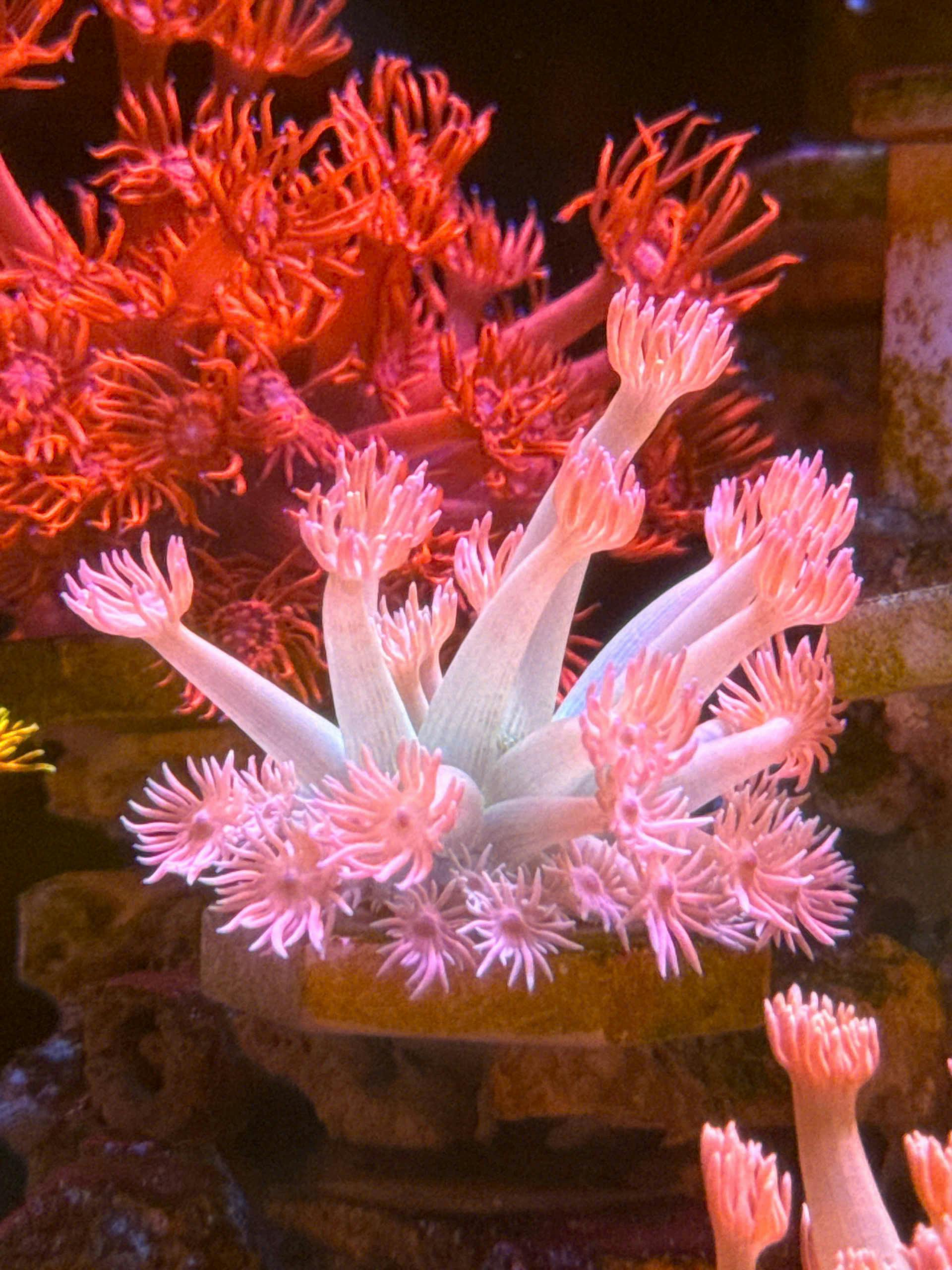 Close-up of colorful pink soft corals in a vibrant aquarium setting, showcasing marine beauty.