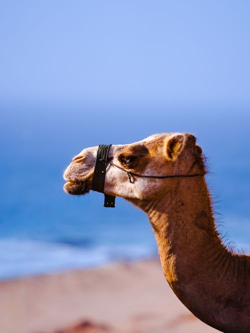 Free Profile of a camel with a muzzle by the ocean shore under a clear blue sky. Stock Photo