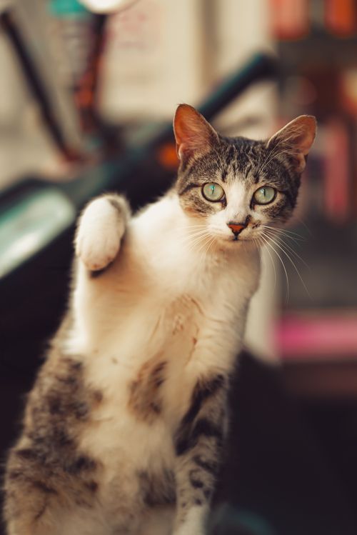 Free Portrait of a curious tabby cat standing with one paw raised, showcasing a playful expression. Stock Photo